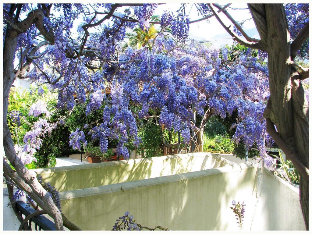 B&B La Salamandra Kitchengarden Forio di Ischia Buitenkant foto