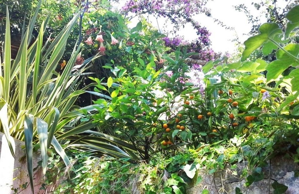 B&B La Salamandra Kitchengarden Forio di Ischia Buitenkant foto